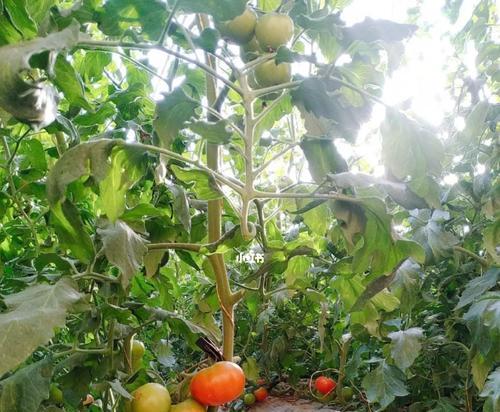 获取SQL Server 数据库的当前连接数的窍门