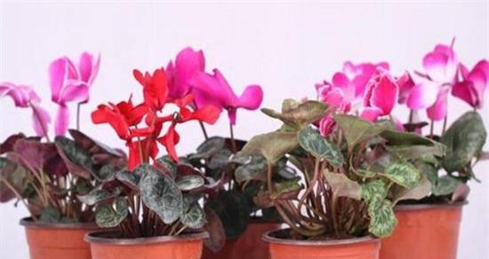 让DB2使用所有内存的实际操作方法