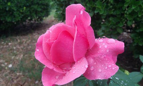 从单机到2000万QPS：如何搭建高可用Redis平台？